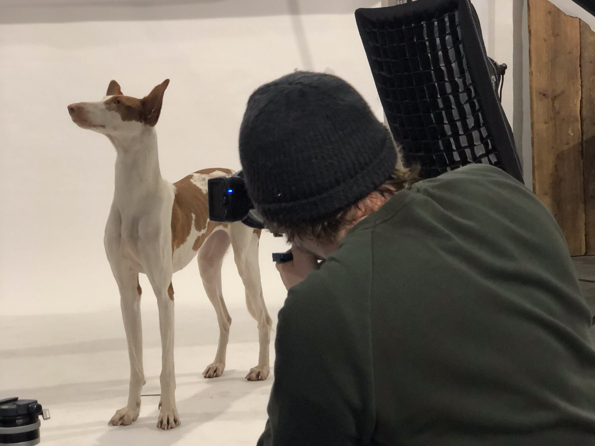 BTS OF PET WORK